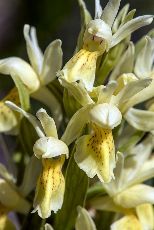 Orchide Sambucina - Dactylorhiza sambucina